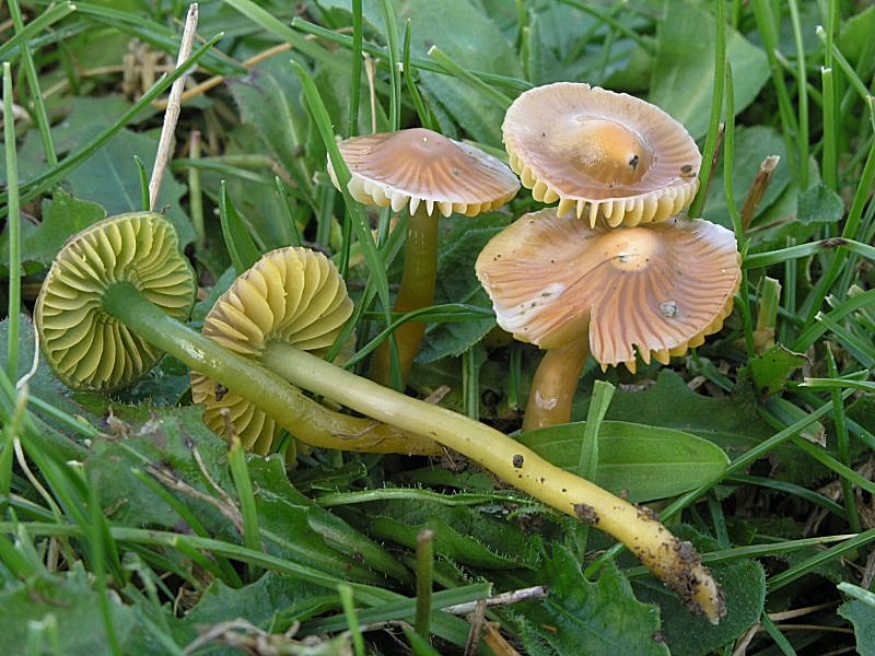 Hygrocybe psittacina - Agli amici del Forum